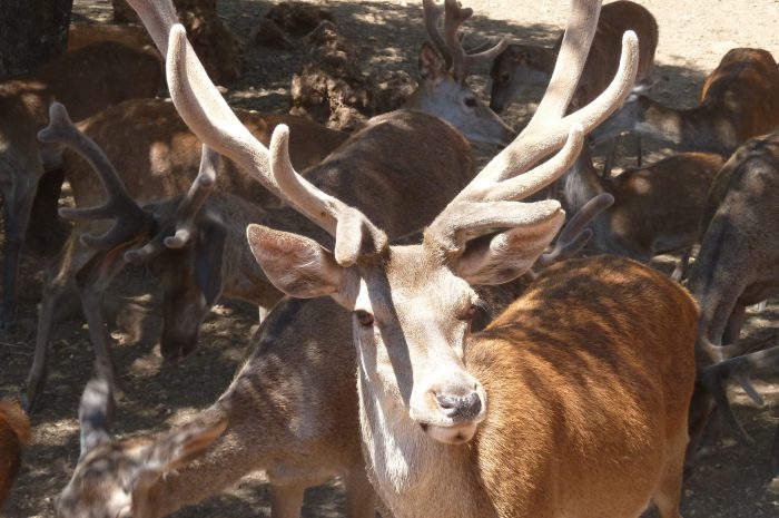 Por la Sierra de Cazorla con la Tercera Edad